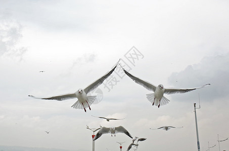 滇池海鸥背景图片