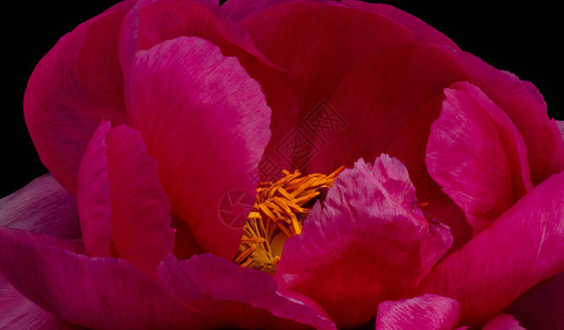 低调光泽粉色牡丹花背景图片