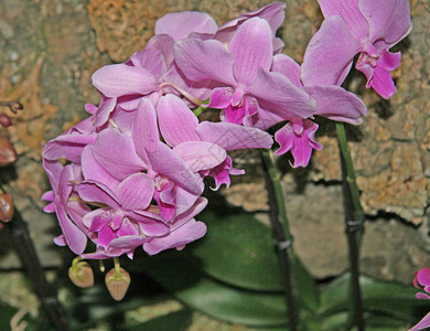 大丁香兰花园背景上的大兰花图片