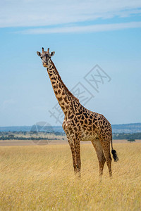 Masai长颈鹿站在草图片