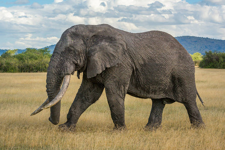 非洲灌木大象穿过草地图片