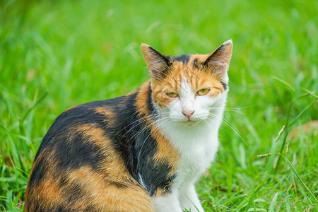 玳瑁猫栖息在大草原背景图片