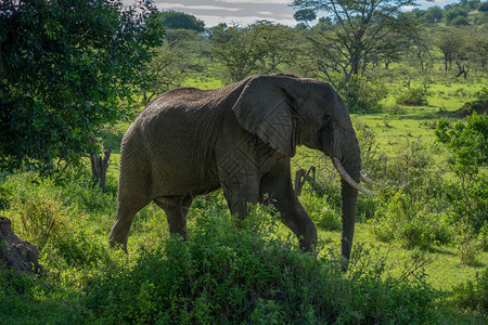 非洲大象在热带草原图片