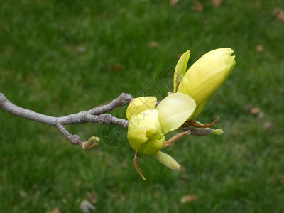 开花的玉兰树黄色花图片