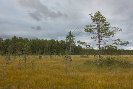 斯堪的纳维亚沼泽地区的小松树图片
