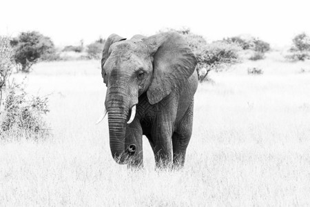 非洲大象LoxodontaAfricana图片