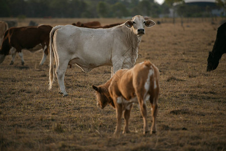 一群公牛和奶牛在农村图片