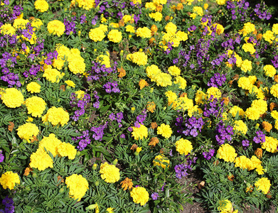 夏天花园里有很多黄色和紫色的花图片