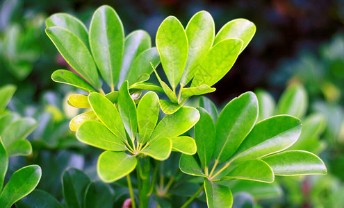 花园里的茉莉花或栀子花植物图片