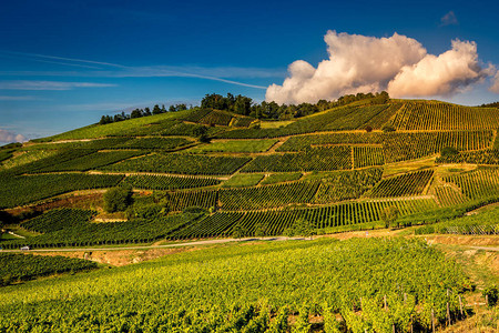 法国阿尔萨斯Kaysersberg葡萄酒高清图片