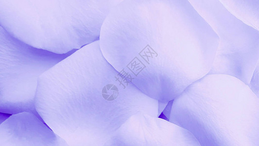 蓝色玫瑰花瓣特写闪亮背景图片
