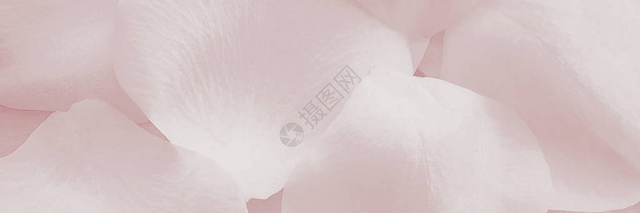 粉红色的玫瑰花瓣特写闪亮背景图片