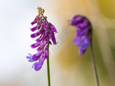 紫蓝色的花朵Birdvrech图片