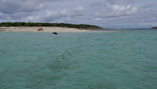 在巴哈马乔治敦的罗勒维尔海滩上有两个游泳猪远方拍摄到猪岛图片