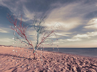在一个美丽的沙滩上的戏剧日出与干燥的树背景图片