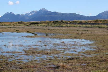 阿拉斯加Kachemak湾附近的湿地在一个阳图片