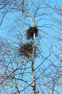 春天乌鸦的巢在鸟圈上图片