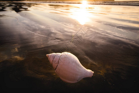 夏日沙滩上的白色贝壳图片