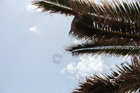 背景为天空的棕榈树枝的底视图图片