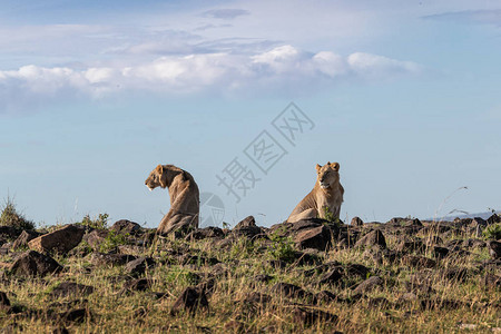 非洲肯尼亚马拉三角保护区图片