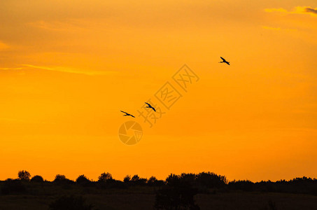 夕阳下的苍鹭飞行图片