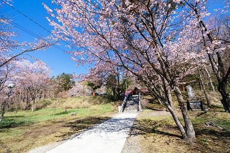 日本神社的樱花图片