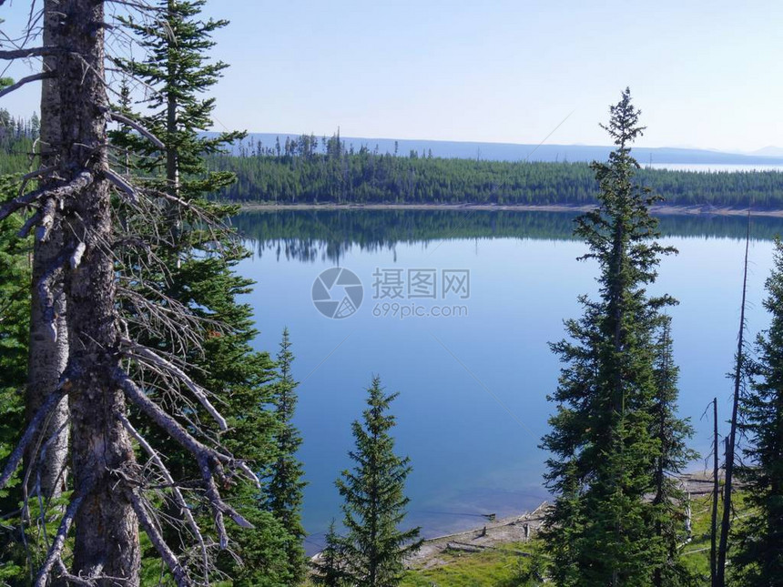黄石湖与年轻的松树相邻美国怀俄图片