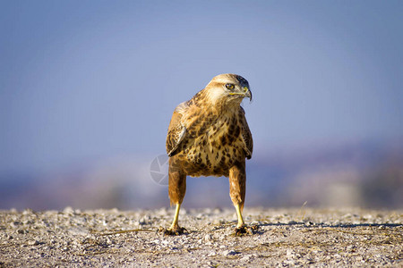 猎物鸟自然背景鸟类长腿秃鹰图片