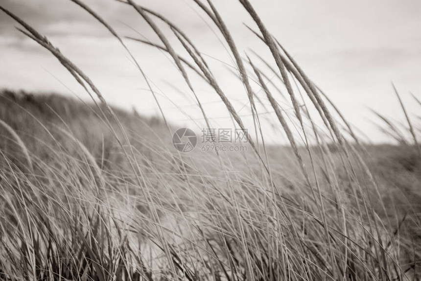 在美国新英格兰海岸滩上吹风的马拉姆草地Marram图片