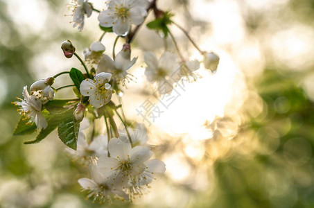 春天盛开的花园杏花鲜花紧贴在阳图片
