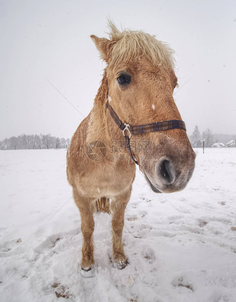 冬雪落下时有色马的外形图片