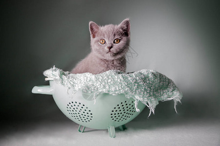 坐在滤锅的蓝色英国短毛猫小图片