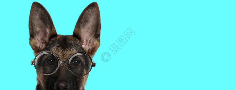 可爱的书呆子德国牧羊犬背景图片