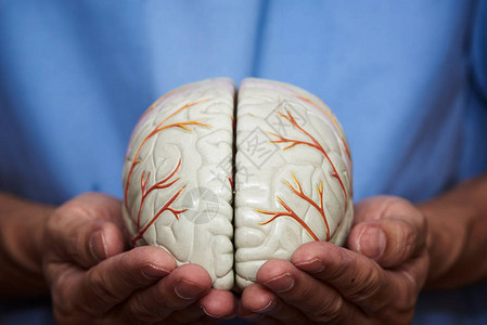 医生用手指握着一个脑模型用双手照顾大脑的概念来控图片
