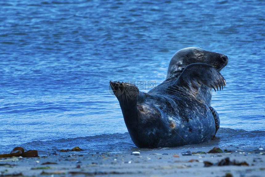 黑尔戈兰岛北海滩上的Wijd灰海豹图片