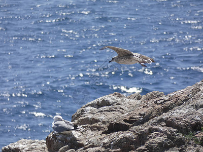 海鸥在蔚蓝的大海上空飞行背景图片