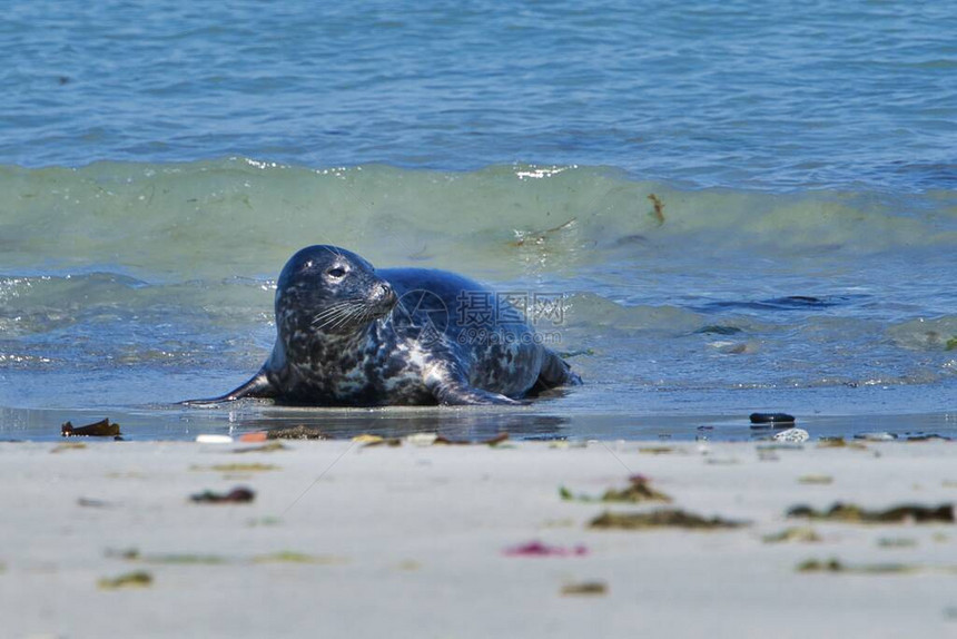 黑尔戈兰岛北海滩上的Wijd灰海豹图片