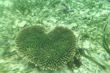 印度洋水下珊瑚的心形状水下拍摄在任何地方图片