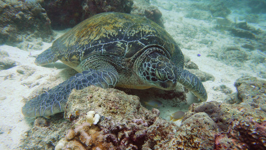 水下绿海龟在底部休息奇妙而美丽的海底世界在热带海图片
