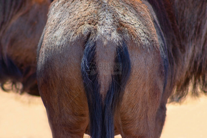 野生非洲动物非洲蓝角马后方的特写镜头与图片