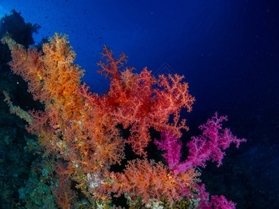 红海的床与珊瑚和鱼图片