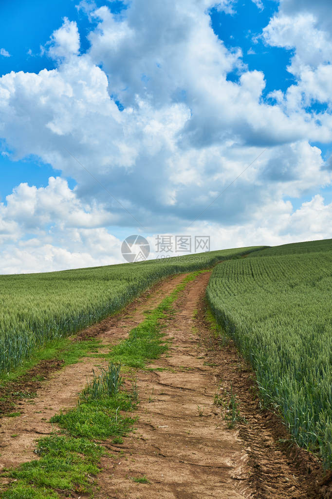 阳光明媚的夏日大云笼罩在年轻小麦的绿色田野上图片