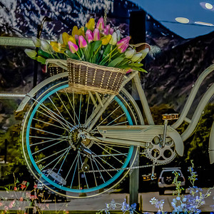 方形开花植物和悬挂式自行车图片