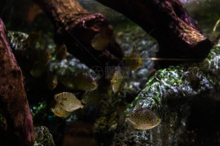 水下多彩的海洋生物图片