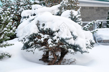 雪下的法尔树冬天的矮人小屋图片