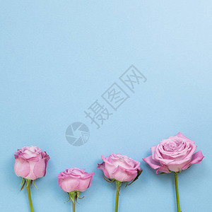 天空蓝色背景上的粉红紫玫瑰花Floral构成平地顶视图图片