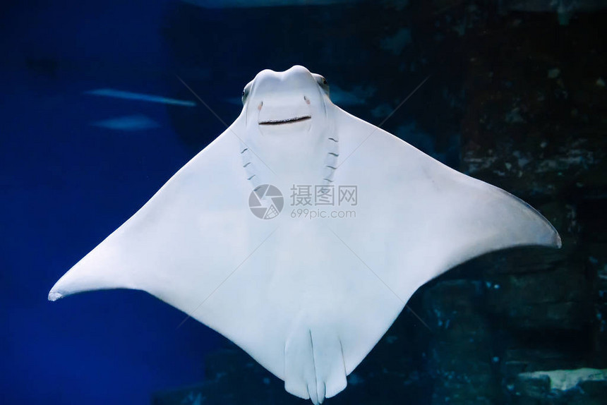 黄貂鱼在水族馆的蓝色水中游泳图片