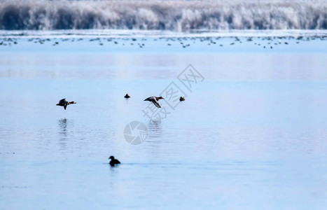 会飞的鸭子冬季自然背景图片