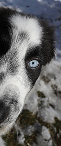 蓝眼睛的狗与异地杂交不同的彩图片