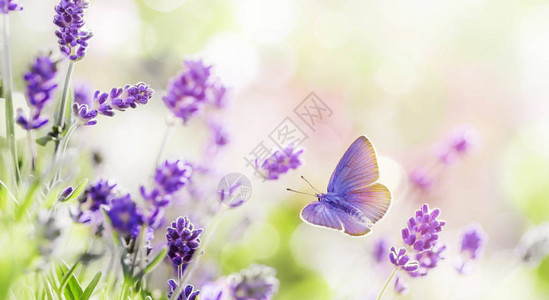 盛开的薰衣草花与飞蝴蝶背景在早晨的阳光照亮的薰衣草田薰衣草的紫色花图片